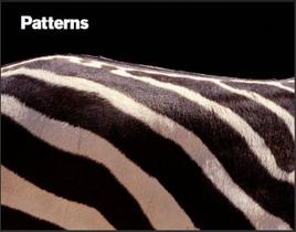 Livro - Patterns