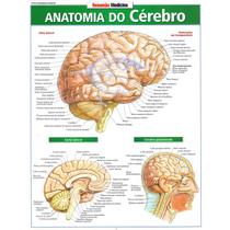 Livro - Resumão Medicina Anatomia do Cérebro - Perez