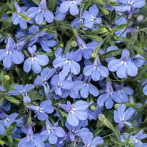 Lobelia Erinus - 50mg De Sementes