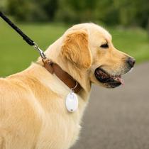 Localizador GPS Smart TAG Rastreie objetos, Malas, Pets, Carro e Crianças, Muito prático Compatível App Find My IOS Localizador GPS Smart TAG Rastreie objetos, Malas, Pets, Carro e Crianças, Muito prático Compatível App Find My IOS