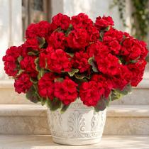 lovemoon 32 Peças de Gerânio Artificial Flores de Seda Realistas para Exterior Bulk Flores de Gerânio Falsas Resistentes ao UV para Decoração de Casa, Jardim e Escritório (32, Vermelho)