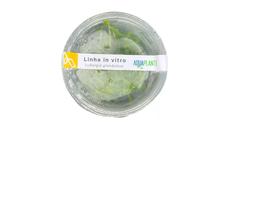 Ludwigia Glandulosa - Aquaplante Plantas In Vitro