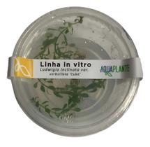 Ludwigia Inclinata Var. Verticillata Cuba - Aquaplante Ludwigia Inclinata Var. Verticillata Cuba - Aquaplante