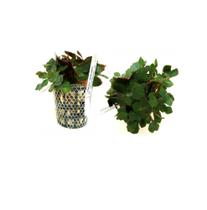Ludwigia Sedoides - Chácara Takeyoshi Ludwigia Sedoides - Chácara Takeyoshi