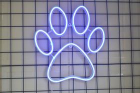 Luminária Led neon - Pata de cachorro - com 3 efeitos de luz - Alpha7 neon