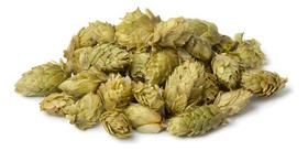 Lúpulo Flor Desidratada 50g Para Chá