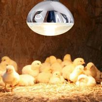 Luz aquecedora para pintinho, porco, galinha, granja, aviário 110v 250w e27