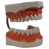 Macro Modelo Arcada Dentária - Medfio