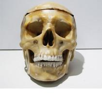 Macro Modelo Crânio Anatômico Para Odontologia e Bucomaxilofacial