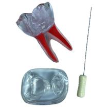 Macro Modelo Endodontia de Molar