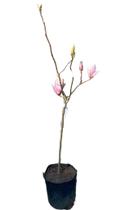 Magnólia Rosa Enxertada (Magnolia soulangeana) - GardenB