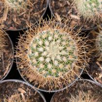 Mammillaria Leptacantha