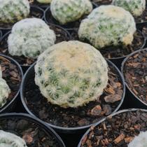 Mammillaria Plumosa Mammillaria Plumosa