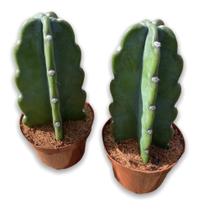 Mandacaru Sem Espinho Pt 11 Top Para Colecionadores Rara