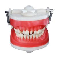 Manequim Articulado Materiais Dentários PD 101 Pronew