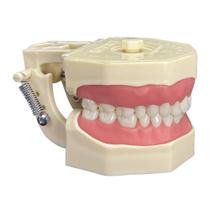 Manequim de dentistica modelo 2022 (101n) - orais