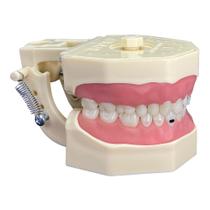Manequim de Materiais Dentários Articulado 217N Orais