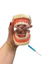 Manequim dentística articulável modelo dentário molde odontológico 28 dentes removíveis peças de mão odonto dentista