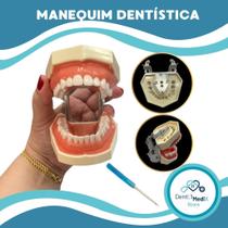 Manequim dentística articulável molde odontológico 28 dentes removíveis odonto dentista