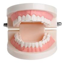 Manequim Modelo Dentário Odonto Boca Inteira Dente Manequim Modelo Dentário Odonto Boca Inteira Dente