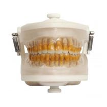 Manequim Pronew Top - Periodontia I