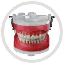 Manequim Top Dentística Pd100 - Pronew