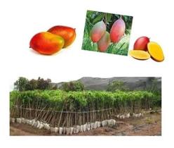 Manga Palmer Enxerto - Produz Em 1 Ano - Pronta Para Plantio Manga Palmer Enxerto - Produz Em 1 Ano - Pronta Para Plantio