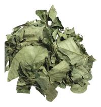 Mangaba Folha 250g (Erva Desidratada) Mangaba Folha 250g (Erva Desidratada)