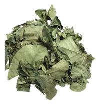 Mangaba Folha 500g (Erva Desidratada)