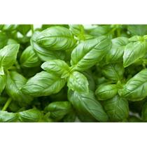 Manjericão - PREMIUM - 50 GR. -