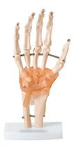Mão Anatomica C/ Articulação Ligamentos Ossos Punho Anatomic