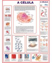 Mapa A Célula Anatomia Corpo Humano Poster Medicina