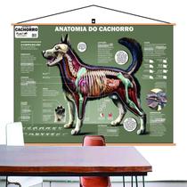 Mapa Anatomia Cachorro Cão Pet Veterinario Banner 110x80 Cm