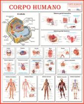 Mapa Anatomia do Corpo Humano 120cmX 90cm Gigante