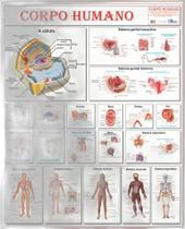 Mapa Anatomia do Corpo Humano 120cmX 90cm Gigante