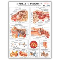 Mapa Anatomia Humana Audição E Equilíbrio 120 X 90 Cm Dobrado - Enfermagem - Medicina