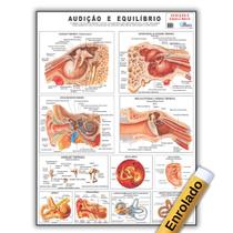Mapa Anatomia Humana Audição E Equilíbrio 120 X 90 Cm Enrolado - Enfermagem - Medicina