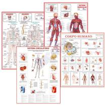 Mapa Anatomia Humana Corpo Muscular Circulatório Esquelético