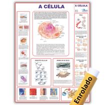 Mapa Anatômico Enrolado A Célula 120x90 Cm - Medicina - Enfermagem