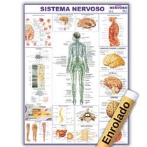 Mapa Anatômico Enrolado Do Sistema Nervoso 120x90 Cm - Medicina - Enfermagem