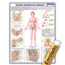 Mapa Anatômico Enrolado Do Sistema Reprodutor Feminino 120x90 Cm - Medicina - Enfermagem