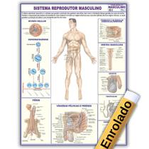 Mapa Anatômico Enrolado Do Sistema Reprodutor Masculino 120x90 Cm - Medicina - Enfermagem
