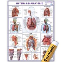 Mapa Anatômico Enrolado Do Sistema Respiratório 120x90 Cm - Medicina - Enfermagem