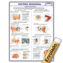 Mapa Anatômico Enrolado Do Sistema Sensorial 120x90 Cm - Medicina - Enfermagem