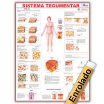 Mapa Anatômico Enrolado Do Sistema Tegumentar 120x90 Cm - Medicina - Enfermagem