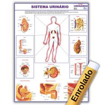 Mapa Anatômico Enrolado Do Sistema Urinário 120x90 Cm - Medicina - Enfermagem