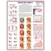 Mapa Ciclo da Vida 1 - 120 X 90 Cm - Enfermagem - Medicina - Dobrado
