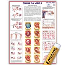 Mapa Ciclo da Vida 1 - 120 X 90 Cm - Enfermagem - Medicina - Enrolado