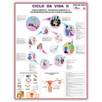 Mapa Ciclo da Vida 2 - 120 X 90 Cm - Enfermagem - Medicina - Dobrado