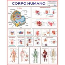 Mapa Corpo Humano 120X90 - Multimapas